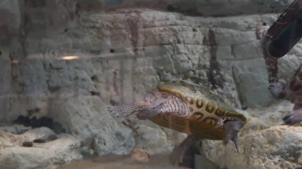 あっ！　落としちゃった！