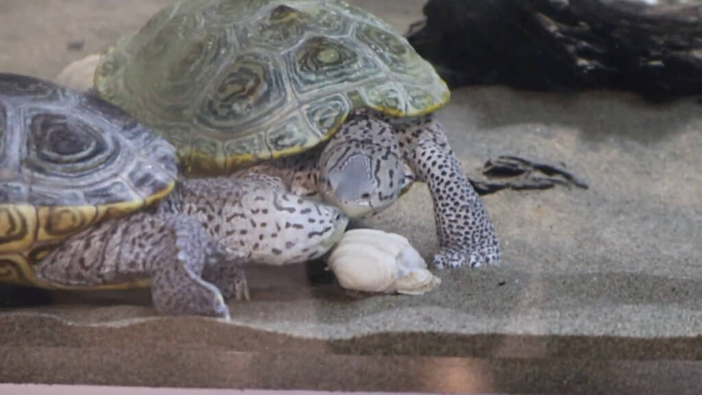 もう1匹のカメがまた近づいてきた