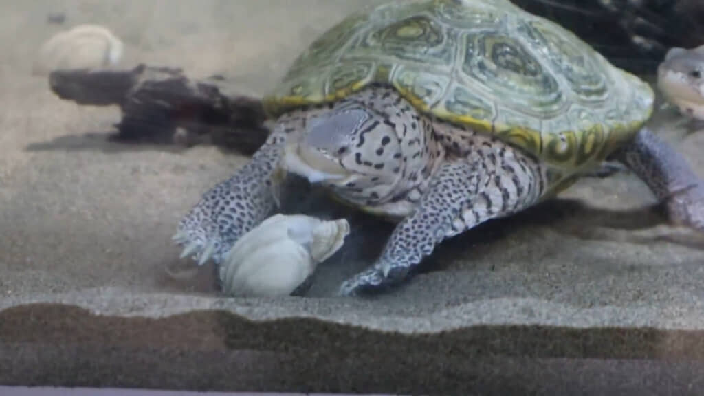 やっとアサリを食べられたカメ