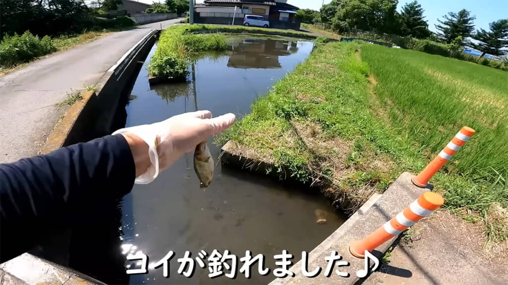 コイが釣れました