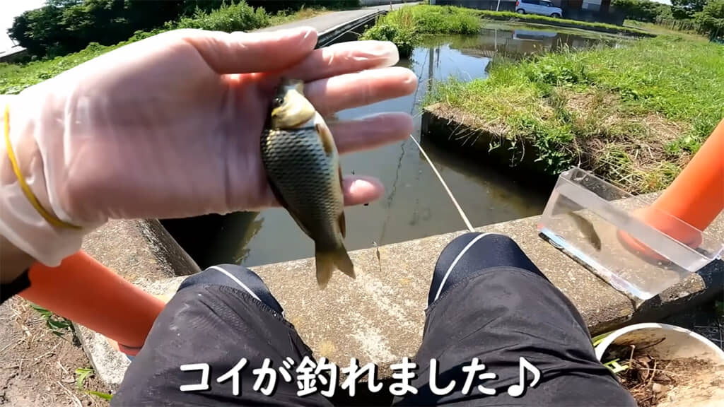 2匹目もコイでした