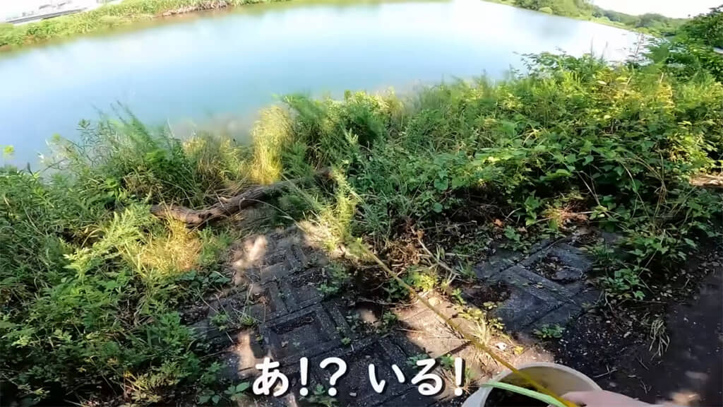 魚の姿が見えたようです
