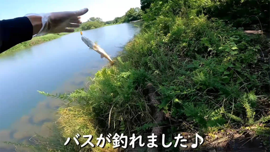 スモールマウスバスが釣れました