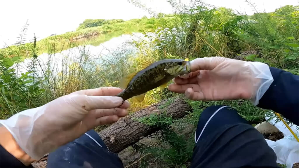 特定外来生物のため、取り扱いには注意しましょう