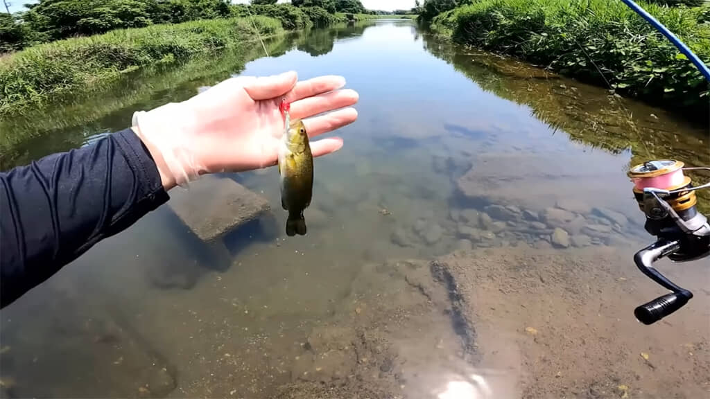 別のスポットでも釣れるのはバスばかり
