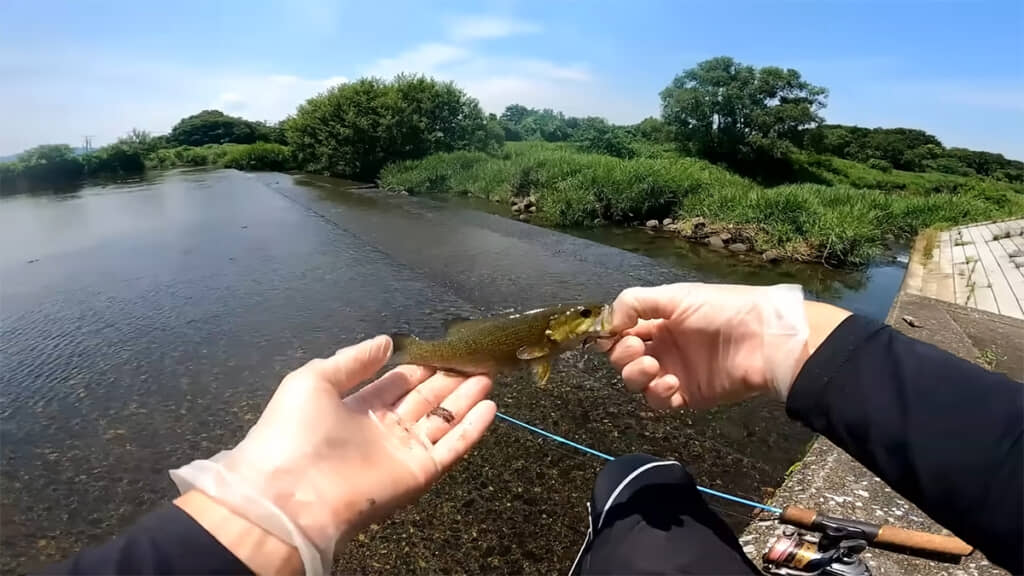 バスとブルーギルがかなり繁殖しているようです……！！