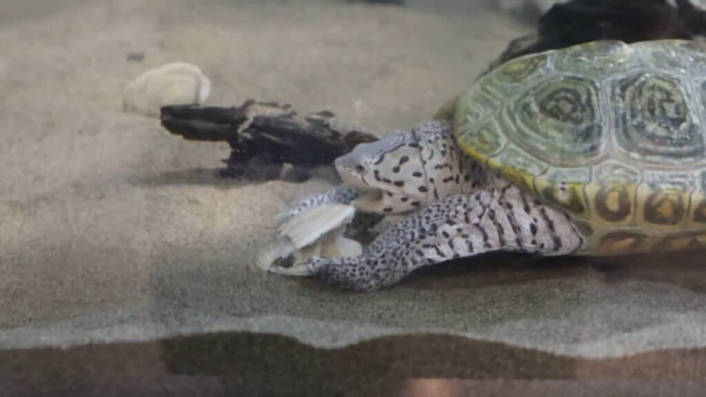 前足も使っている！