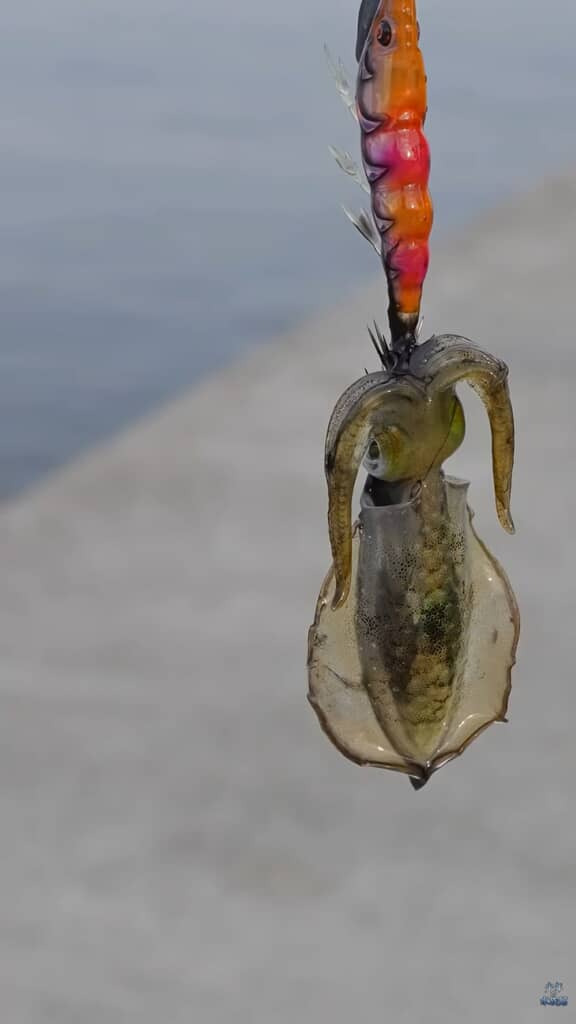 釣り上げたイカ