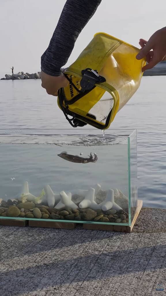 水槽にイカを入れる