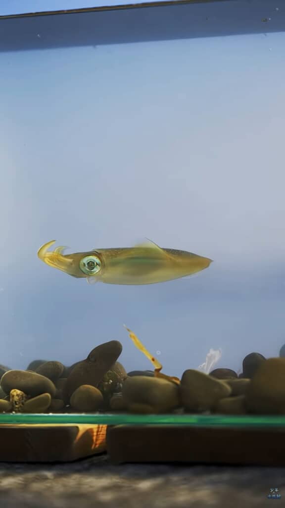 水槽内を泳ぐイカ