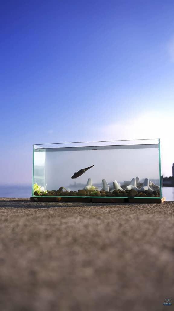 イカが泳いでいる水槽を撮った引きの写真