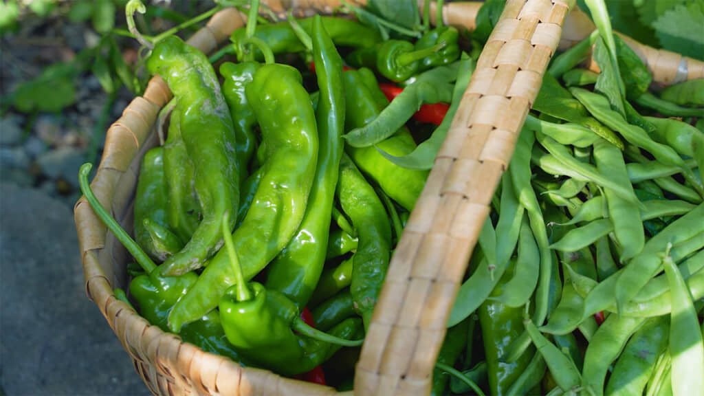 新鮮な野菜を収穫してきました