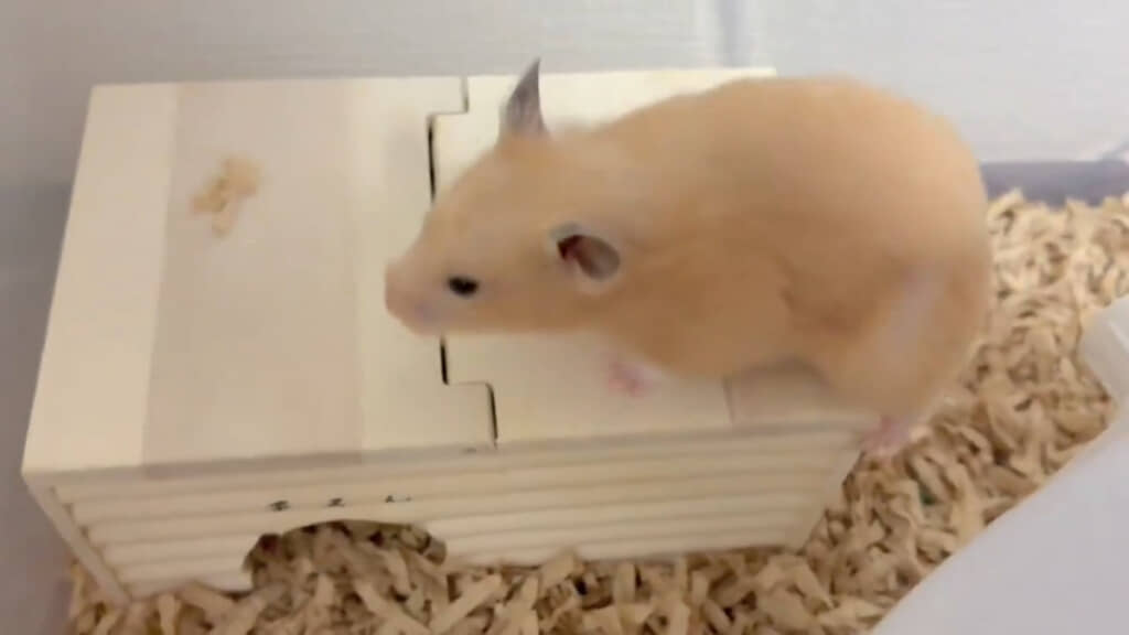 下からではなく、あえて上から出るまろんちゃんでした