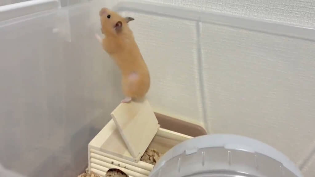 フタの上に乗って立ち上がる姿が……！