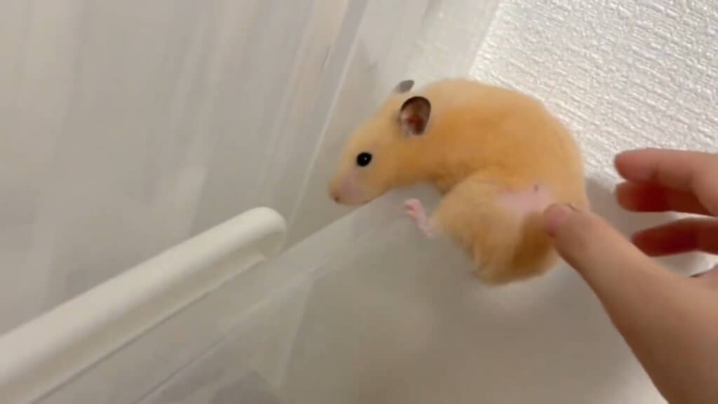 賢いまろんちゃんでした！