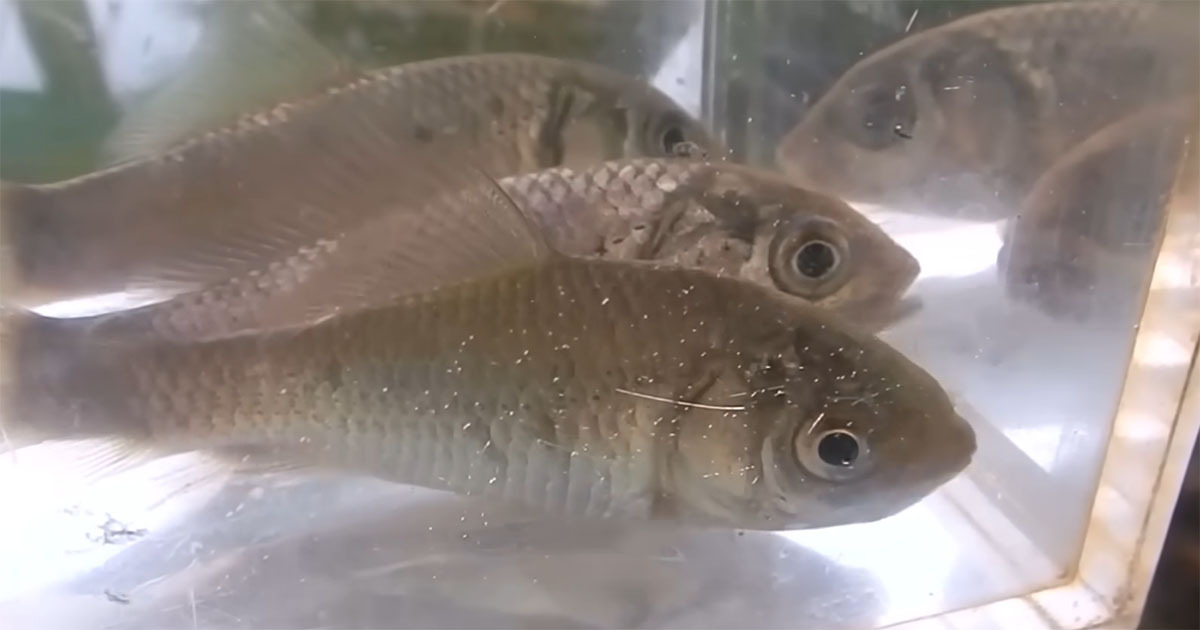 フナとナマズを“色違いのバケツ”で育てたら……　まさかの姿に「こんなに変わるんだ！」「知りませんでした！」（1/3） | その他生き物 ねとらぼ