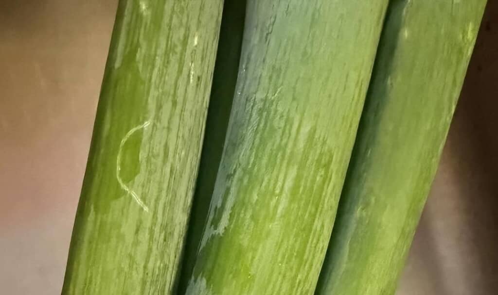 買った長ネギをよく見ると……