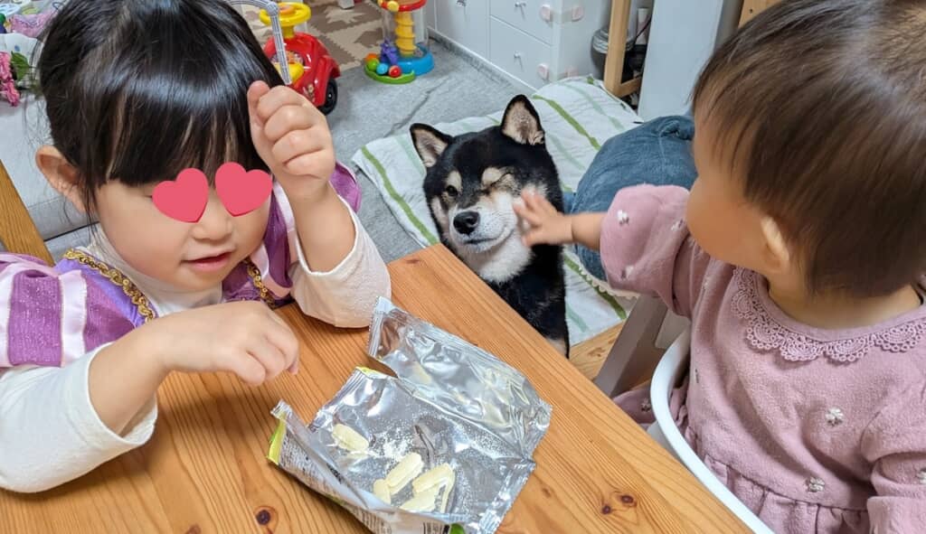 妹たちの“サッポロポテト争奪戦”に負けたおはぎくん