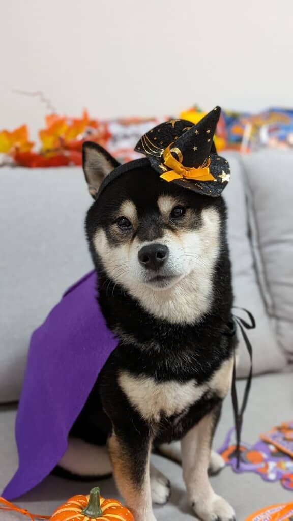 ハロウィンの仮装をしたおはぎくん