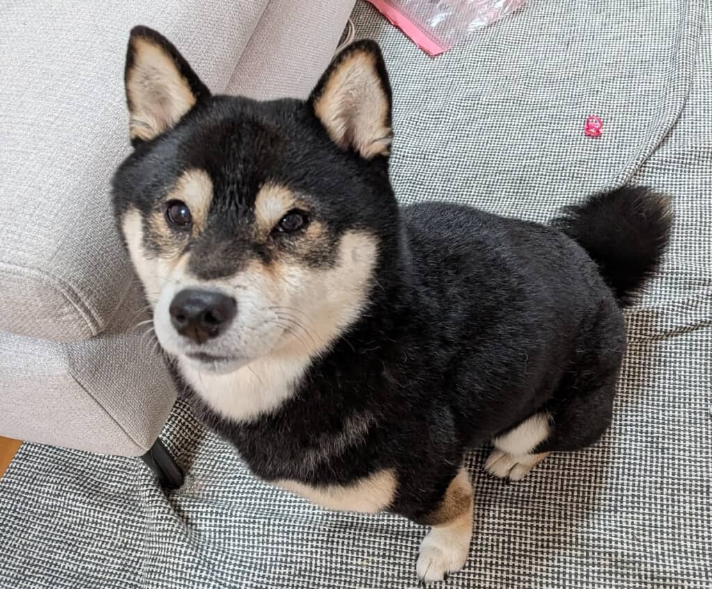 シャンプーとブローをして、少しふわふわになったおはぎくん