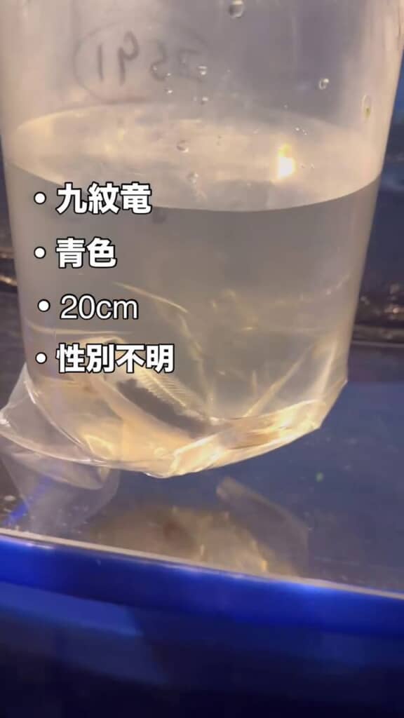 ビニール袋内を泳ぐ青みがかった九紋竜