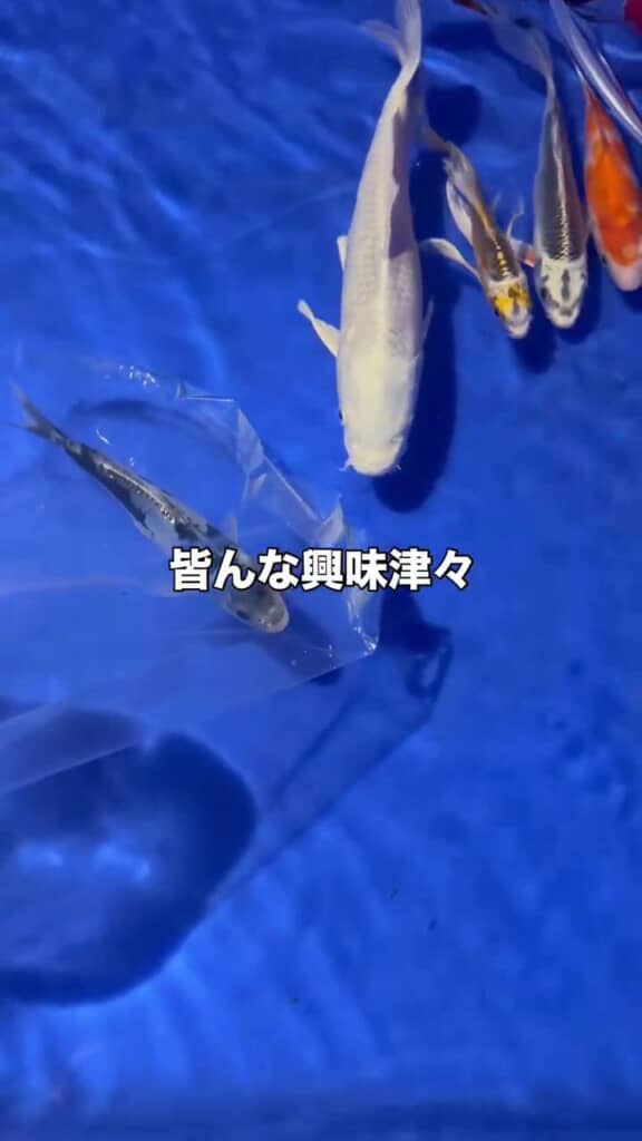 水合わせ中の九紋竜に近づくコイたち