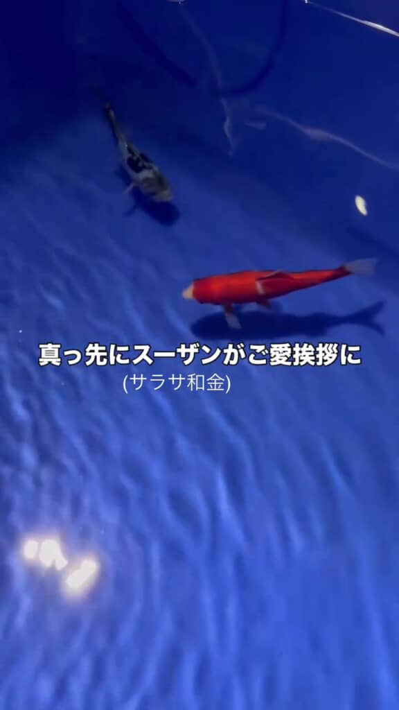 泳ぎ始めた九紋竜にあいさつする更紗和金