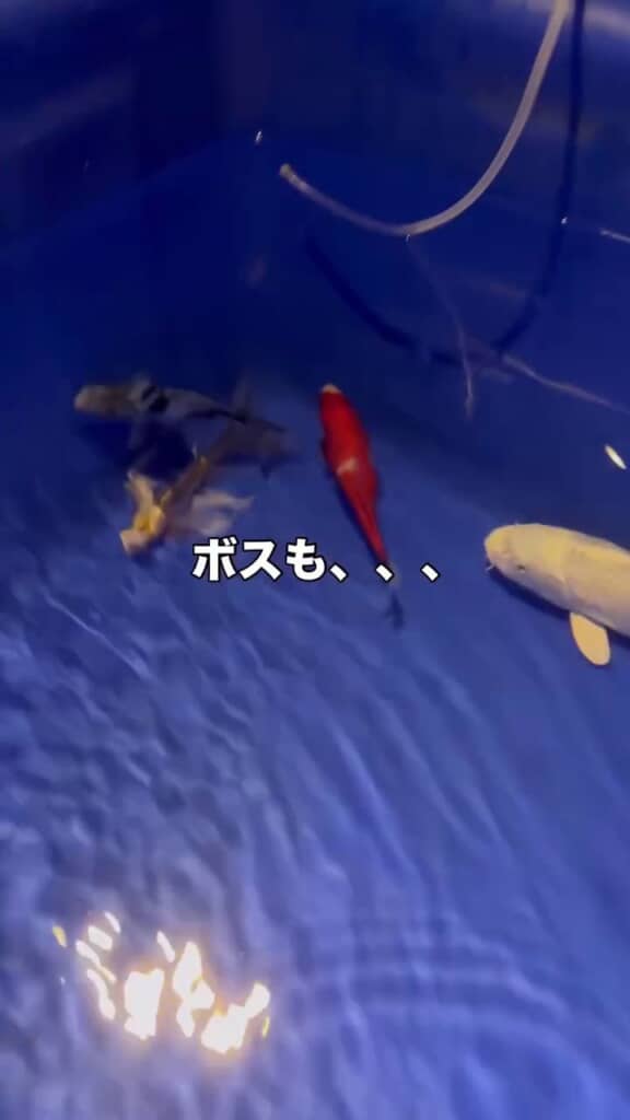 あいさつしようと近づいてきた大きな体格のボス