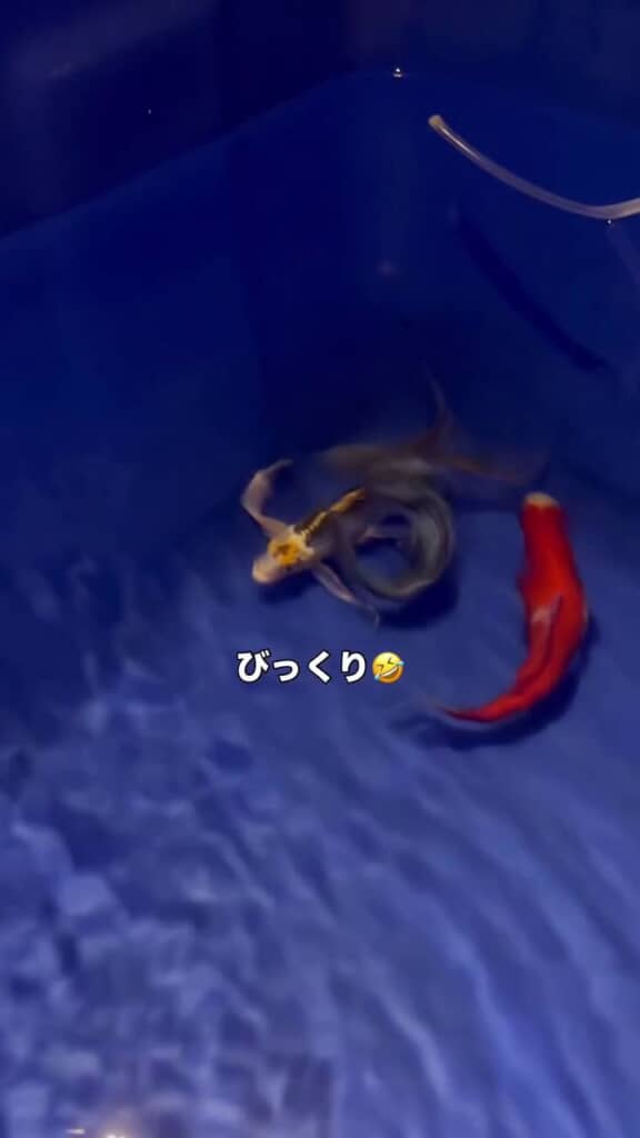 ボスに驚いて身を翻す九紋竜