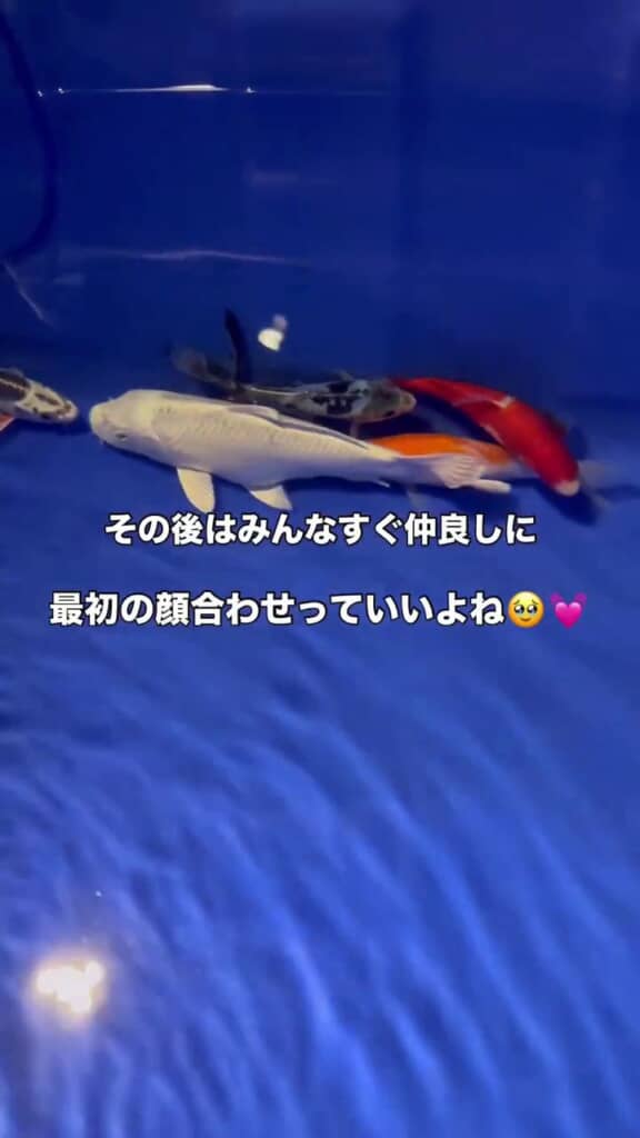 身を寄せ合って泳ぐコイの集団