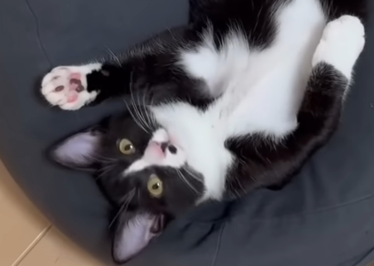 大型犬に育てられた猫の姿に「吹き出してしもた」「泣いてしまう」 衝撃的な現在の姿に「おったまげ」「めっちゃ笑えた」(1/3) | 猫 ねとらぼ