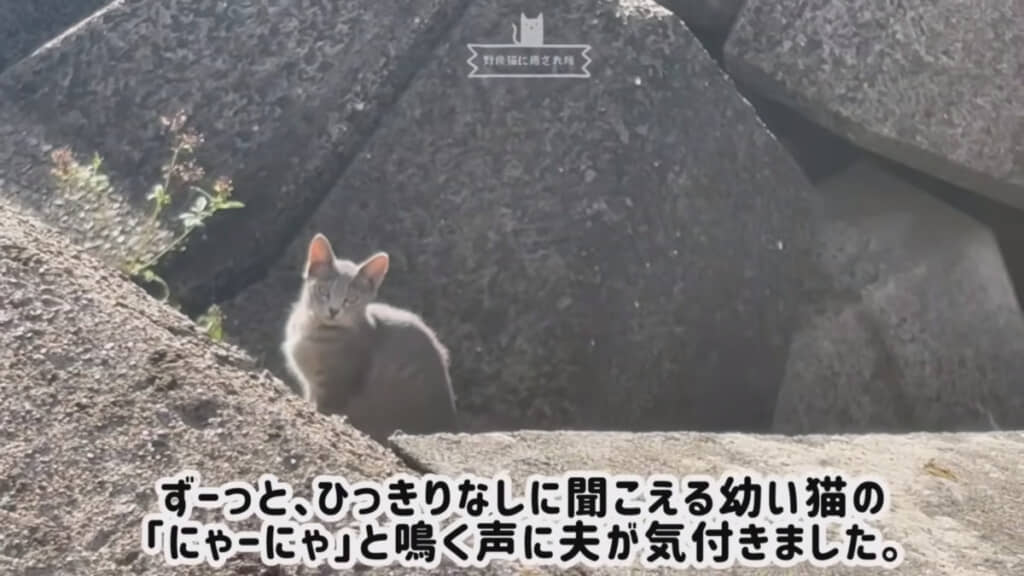 海で猫の鳴き声に気づく