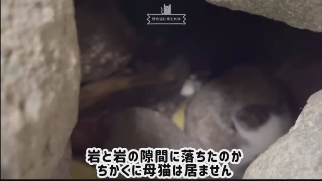 テトラポットの下に小さな子猫の姿