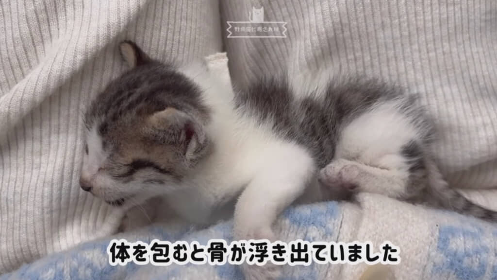 すくい上げるとやせ細った体があらわに