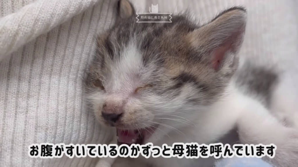 か細い声で母猫を呼ぶ