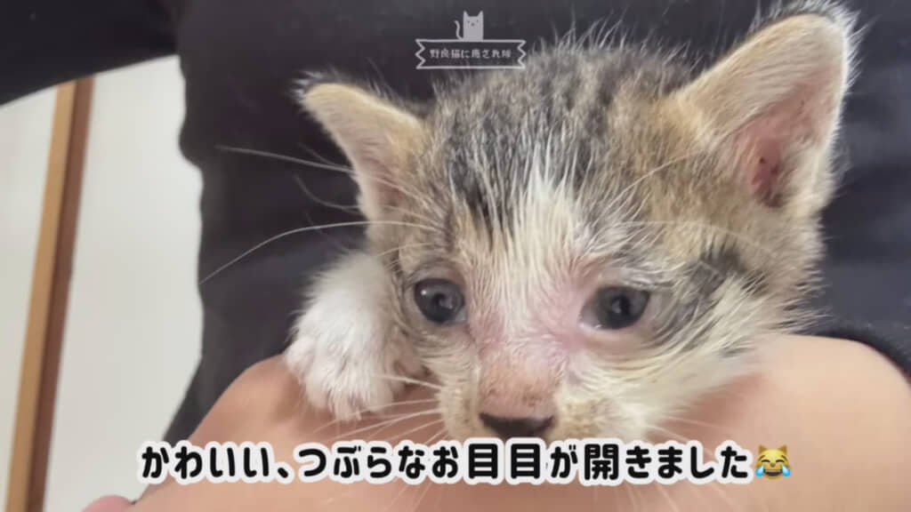 目やにを取るとかわいいお顔