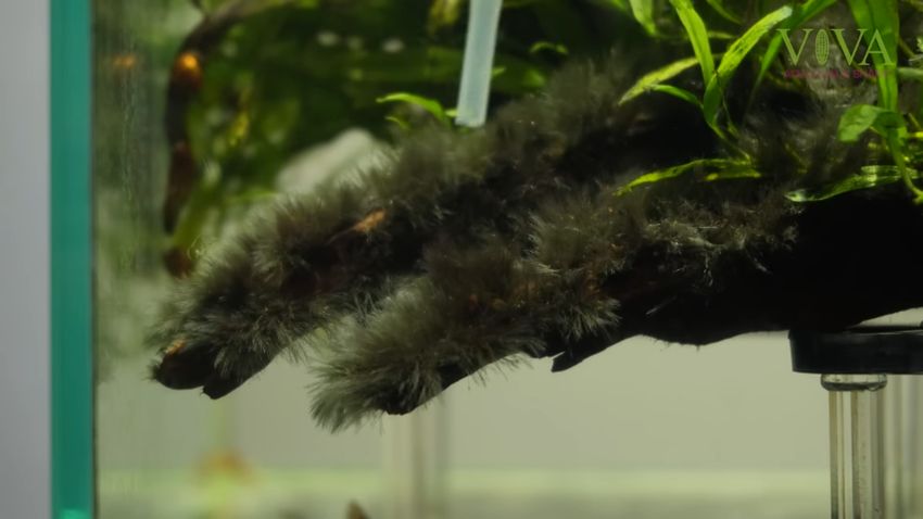 流木を覆っている黒ひげゴケ