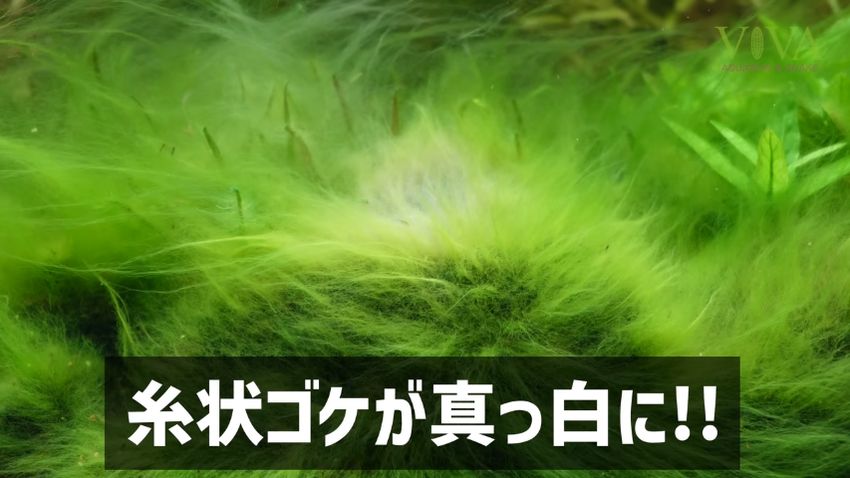 薬剤を浴びてから24時間後の糸状ゴケ