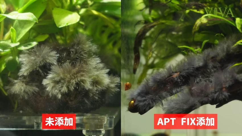 薬剤を浴びた黒ひげゴケと浴びていない個体の比較