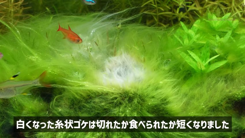 薬剤を浴びてから48時間後の糸状ゴケ