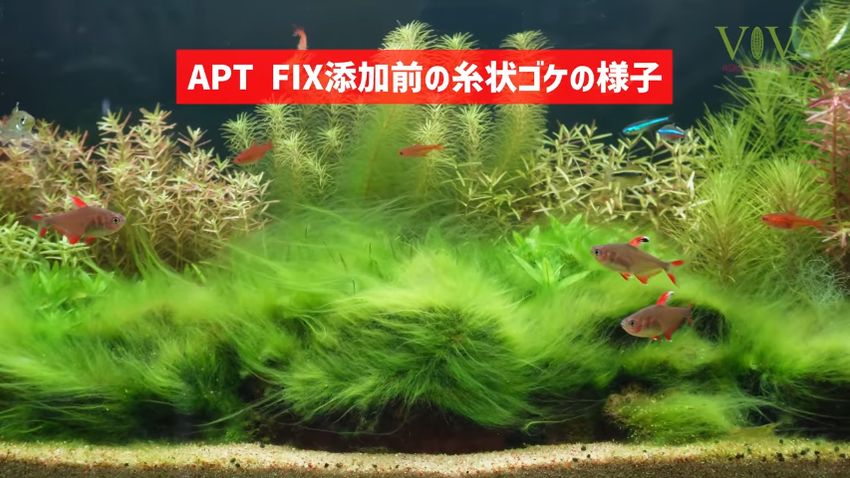 薬剤をかける前の大繁殖している糸状ゴケ