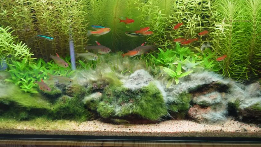 薬剤をかけ続けて一週間後の糸状ゴケ