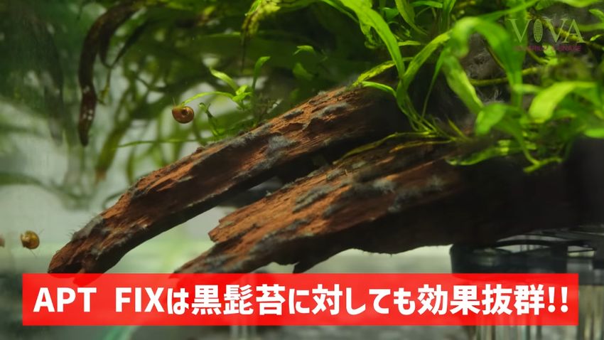 黒ひげゴケがなくなり姿を現した流木