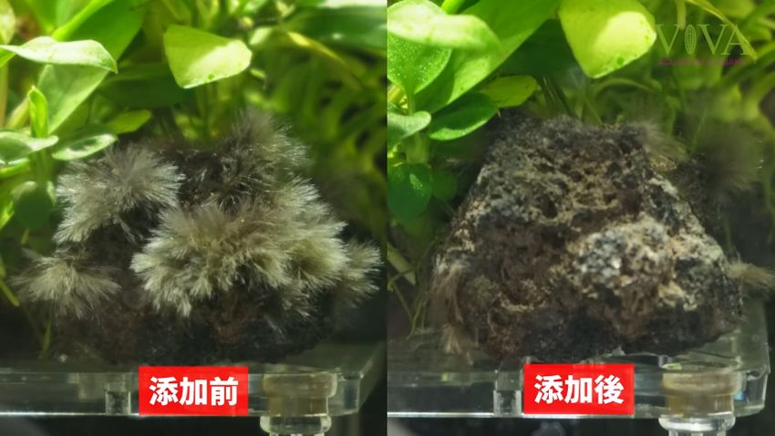 黒ひげゴケがなくなった溶岩石の比較