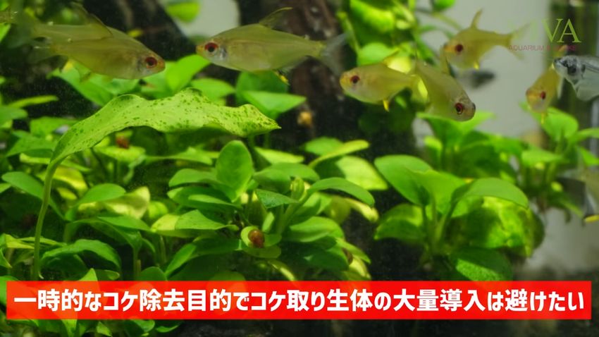 一時的なコケ除去目的で生体を大量導入するのは避けたいと語る投稿者