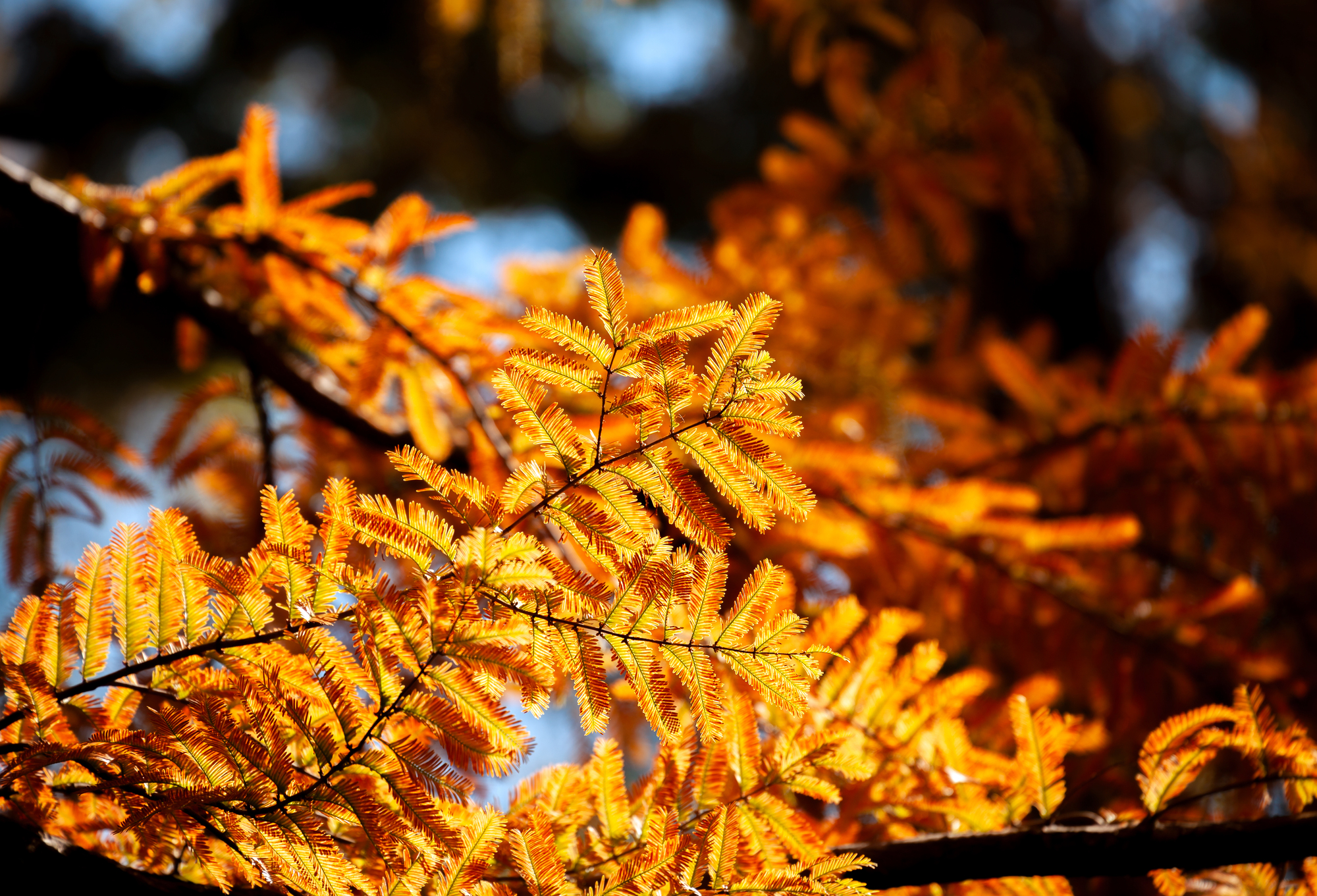 燃えているような絶景に、感動！ 感激！」“滋賀県”の湖北に並ぶほかと