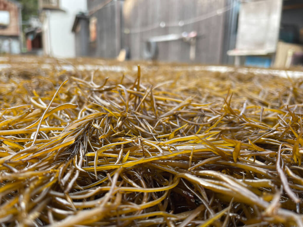 高級品の沖家室ひじき