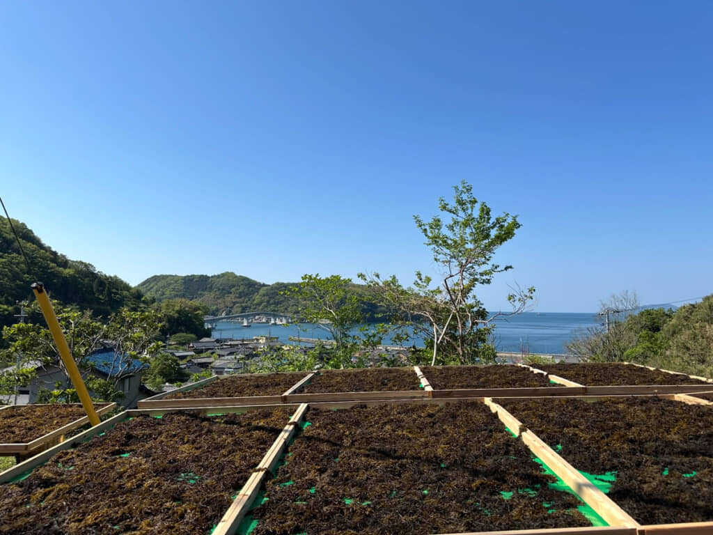 ひじき干しの風景
