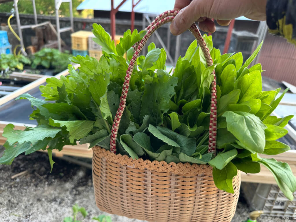 サラダ菜も自家製です