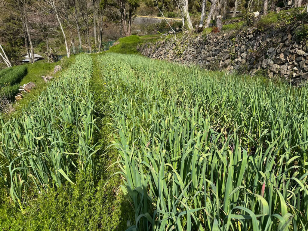 5～6月はニンニク作り